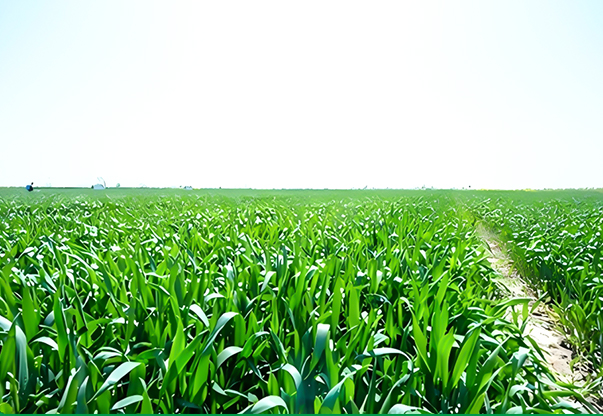 কাঁচামাল পর্যবেক্ষণ